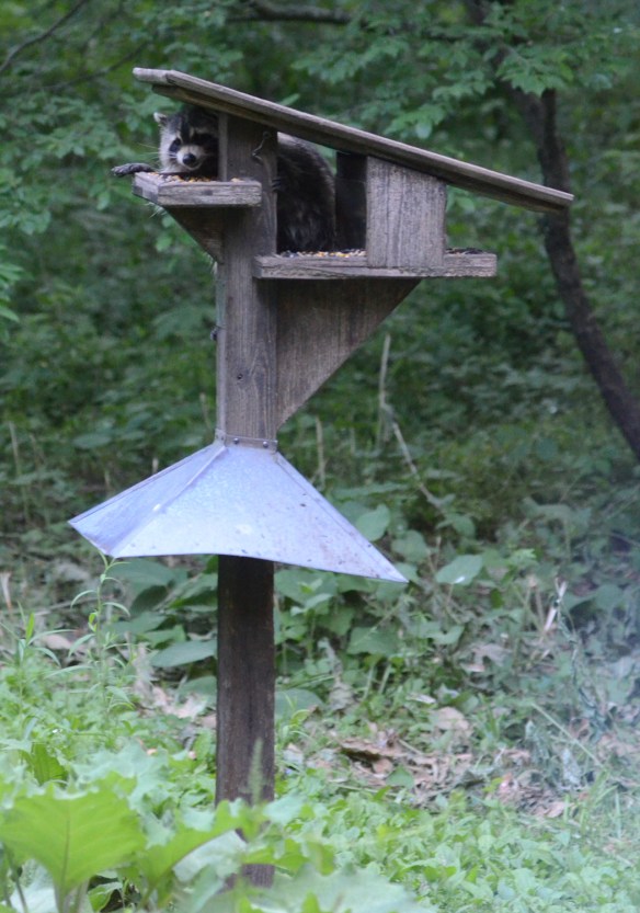 Seth Peterson Cottage 100.jpg