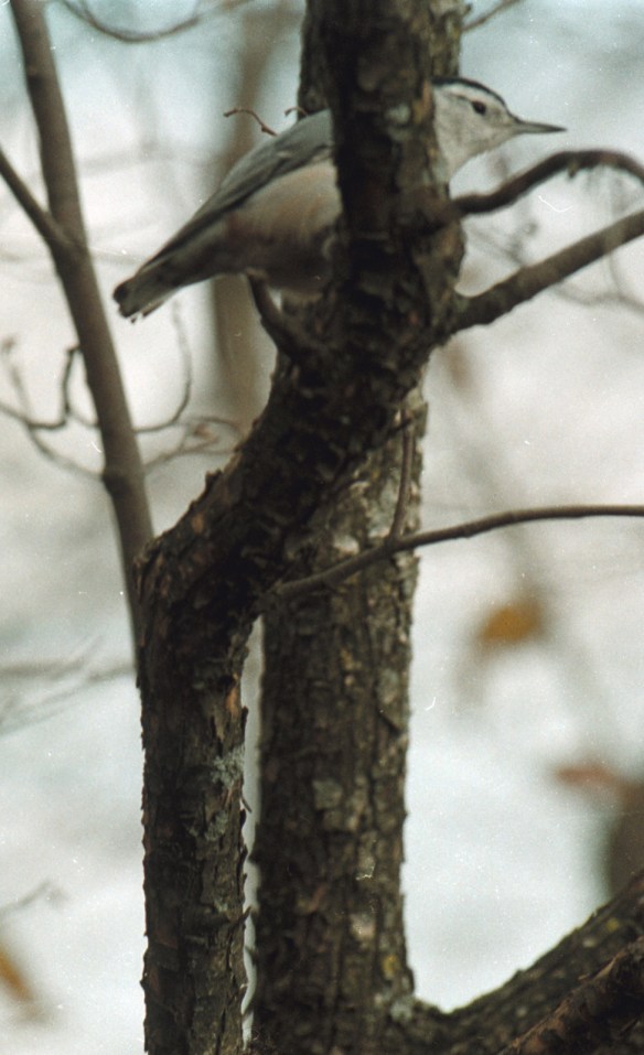 Keland House 2002 016.jpg