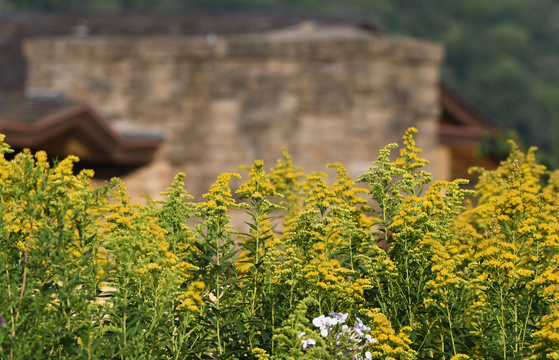 LR Taliesin 8.28.21 010.jpg
