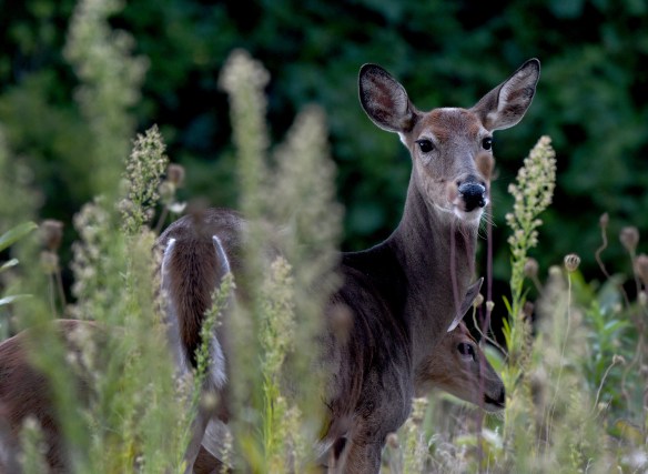Wingspread Deer 007.JPG
