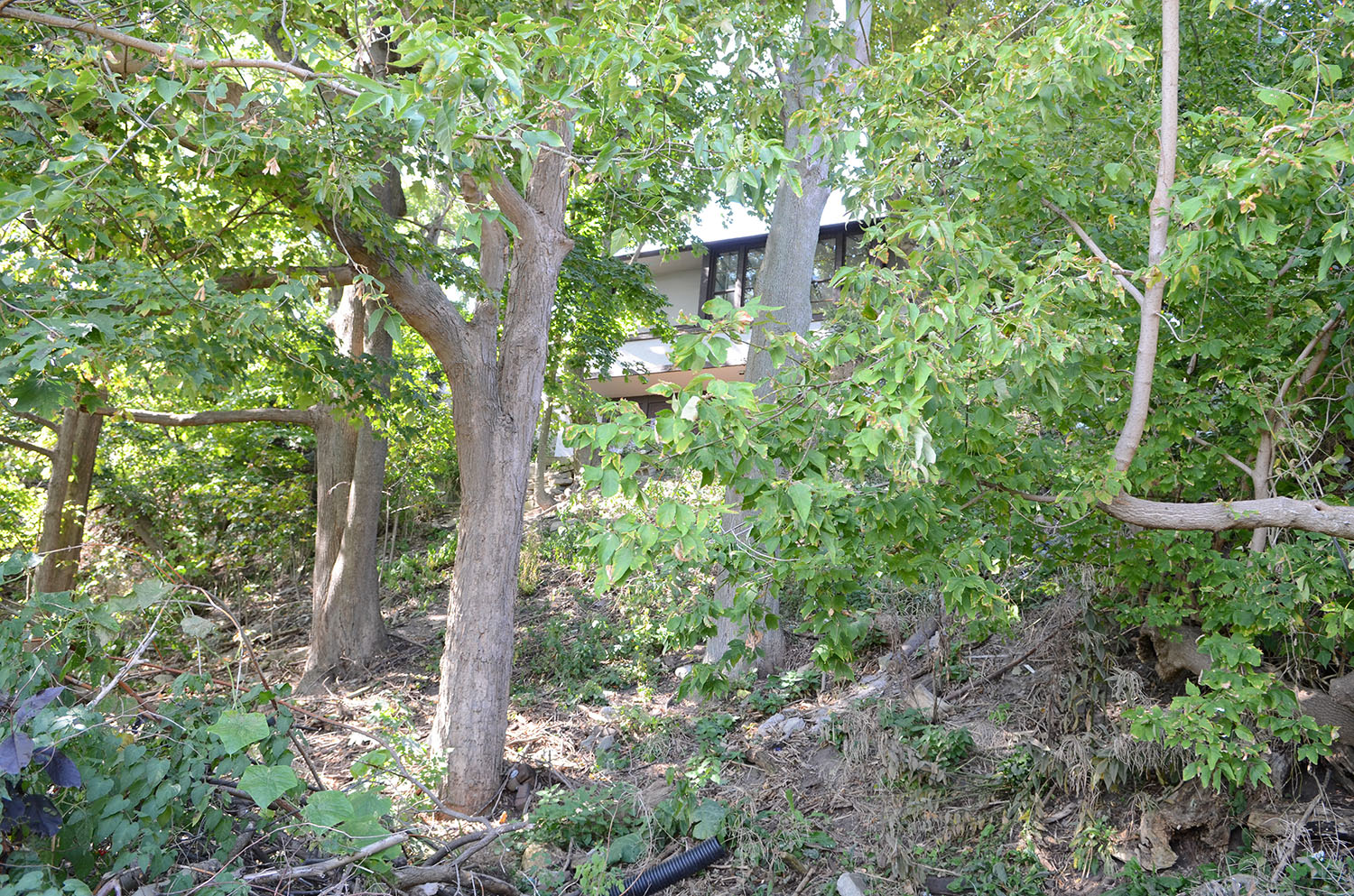 LR Landscape Before 004.jpg