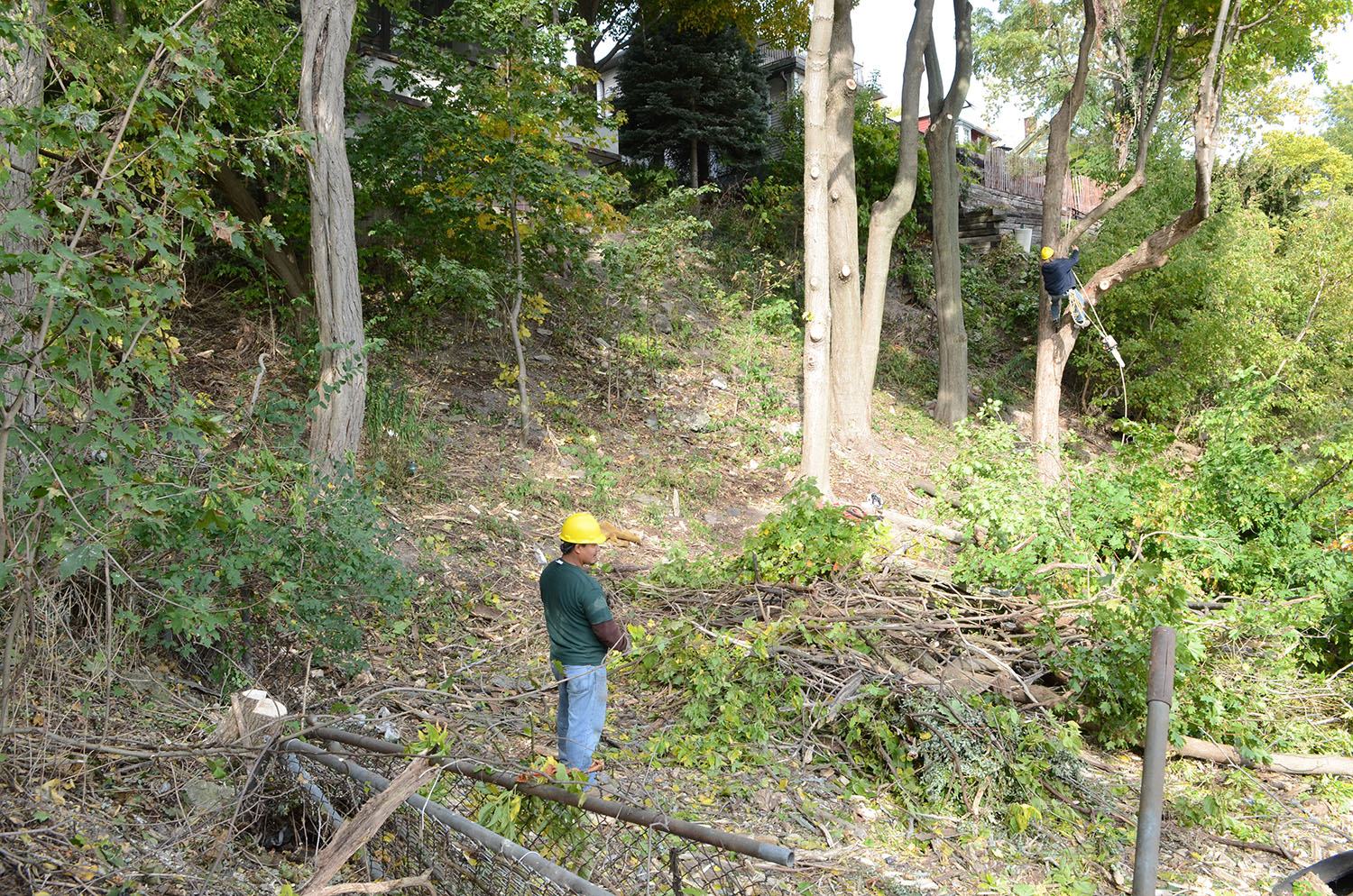 LR Tree cutting 047.jpg