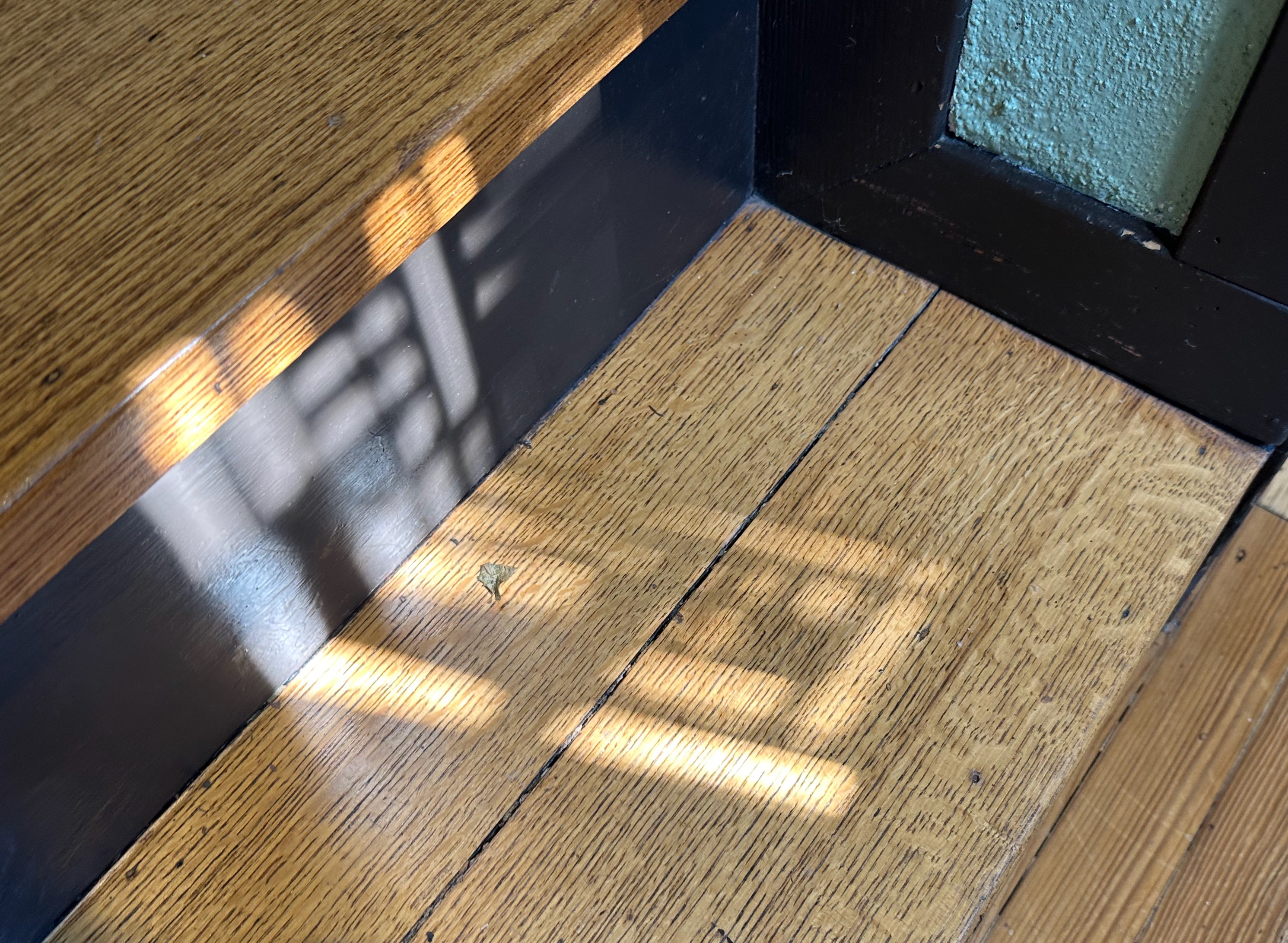 Hardy Shadow Play 8.5.25 006.JPEG